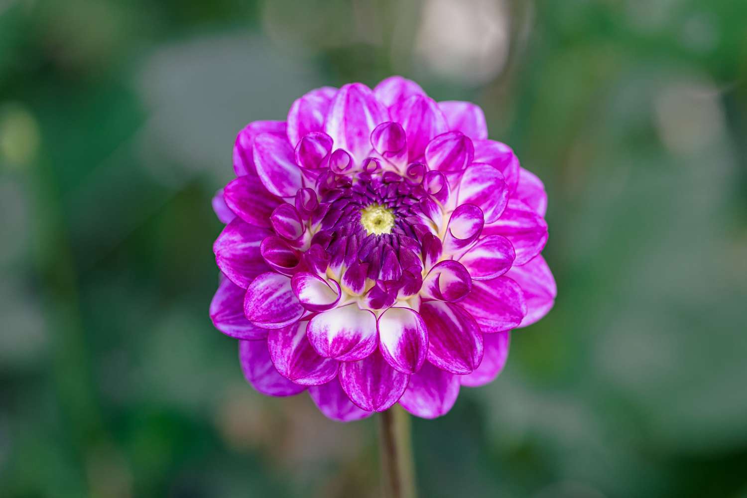 Dahlie 'Dreaming Maid'